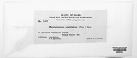 Pucciniastrum epilobii image
